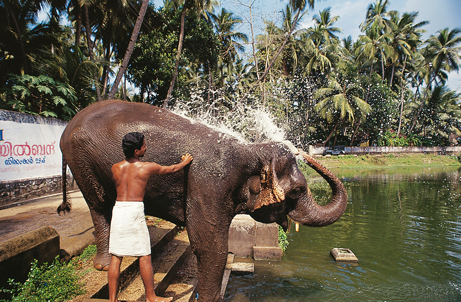 Elephant bathes in a wildlife sanctuary