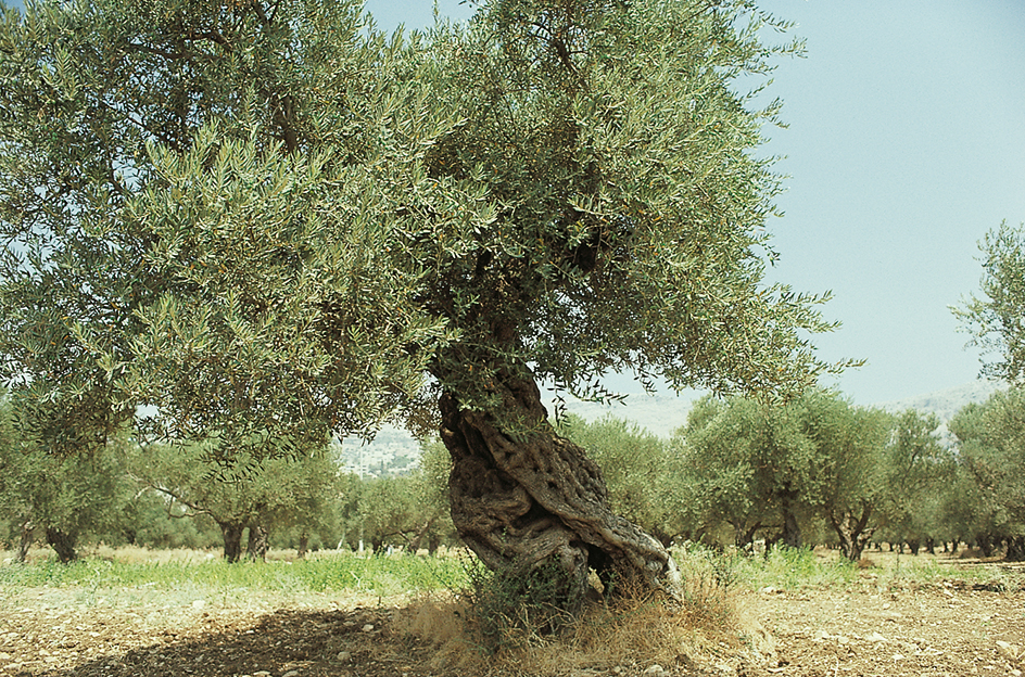 Olive groves in the Rift Valley, Israel