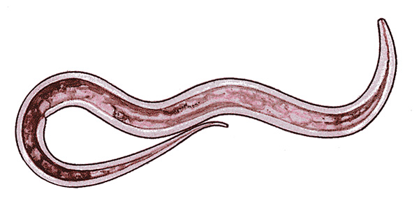 Roundworm