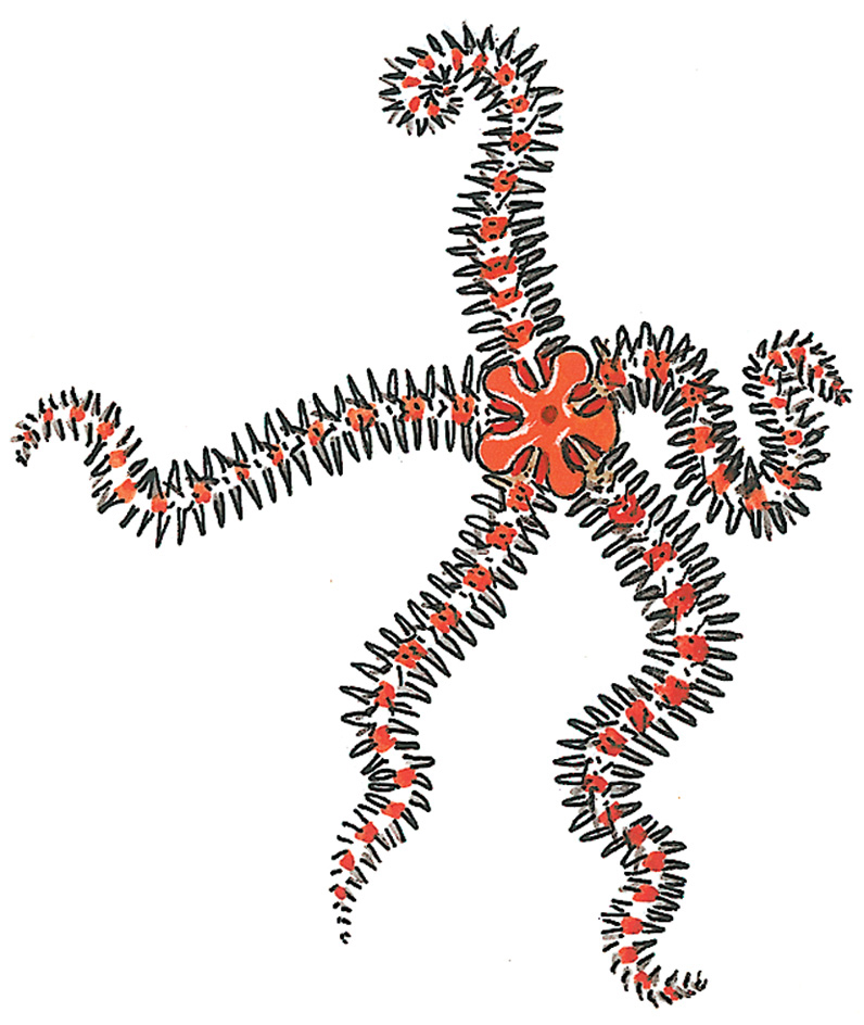 European brittle star