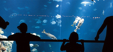 South Carolina Aquarium