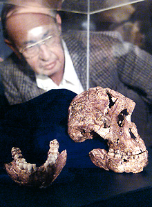 Australopithecus robustus skull