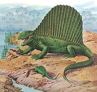 Dimetrodon