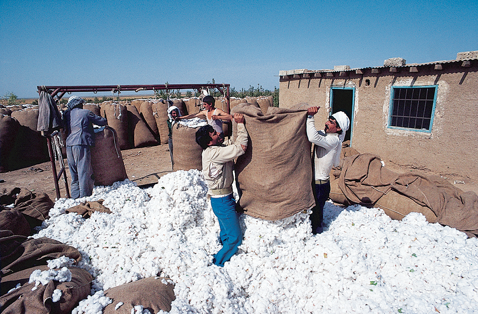 Syrian men packing cotton harvest