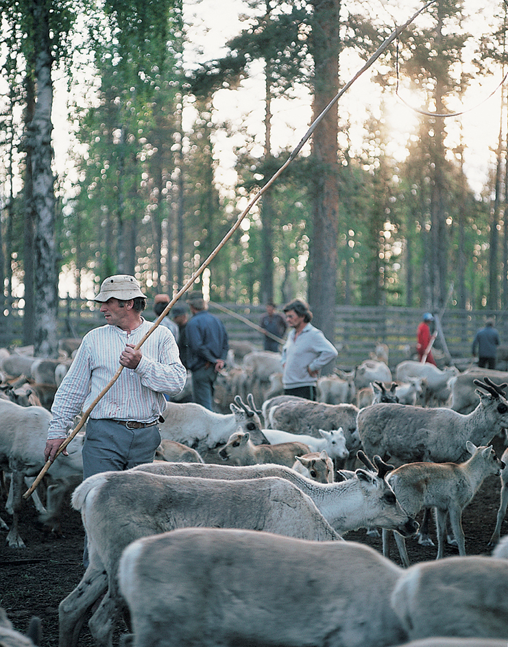 Sami reindeer herders