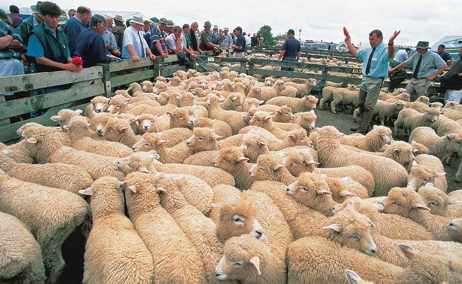 Sheep auction in New Zealand