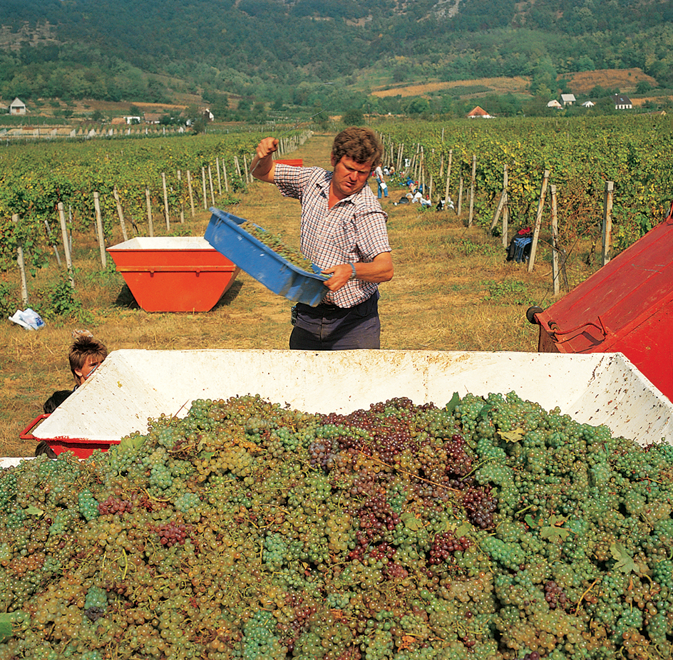 Harvesting wine grapes in Hungary