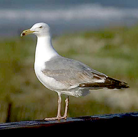 Herring gull