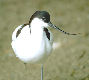 Pied avocet