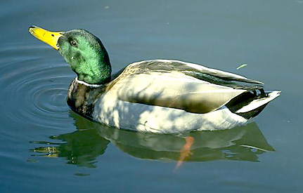 Male mallard duck