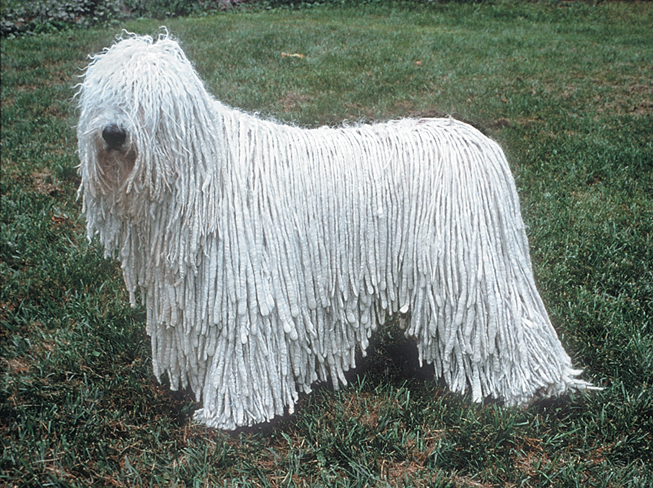 Komondor