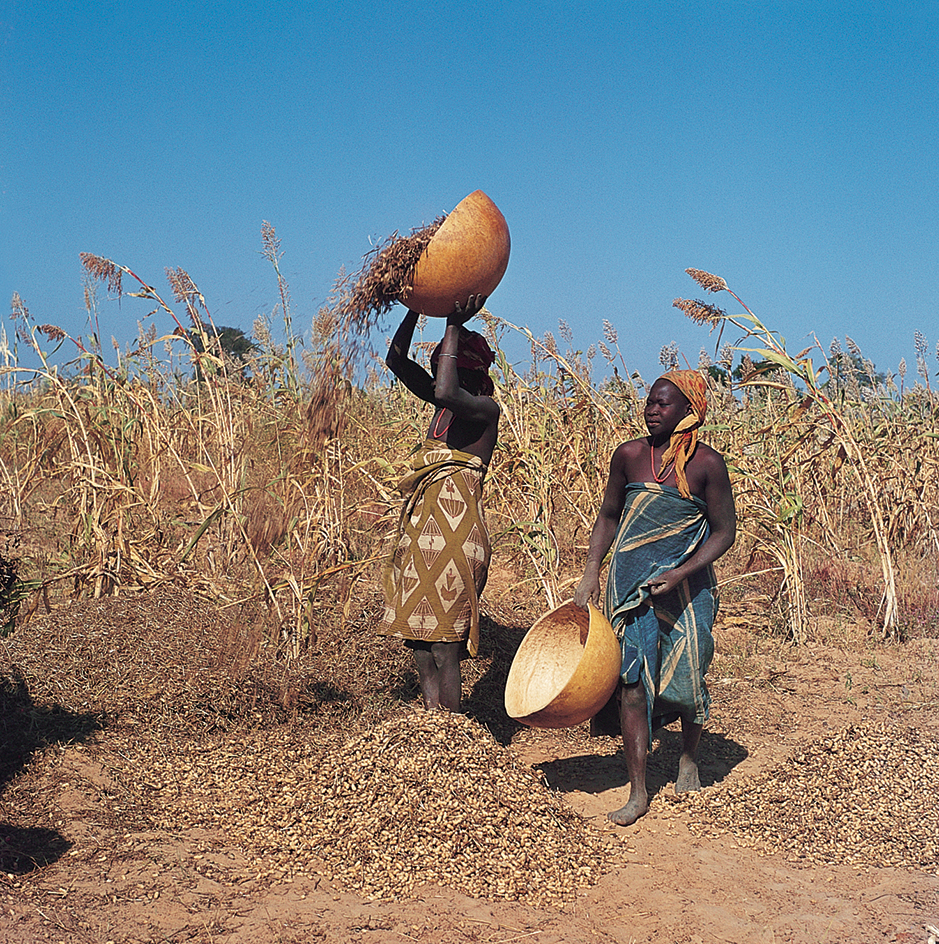 Women harvest peanuts