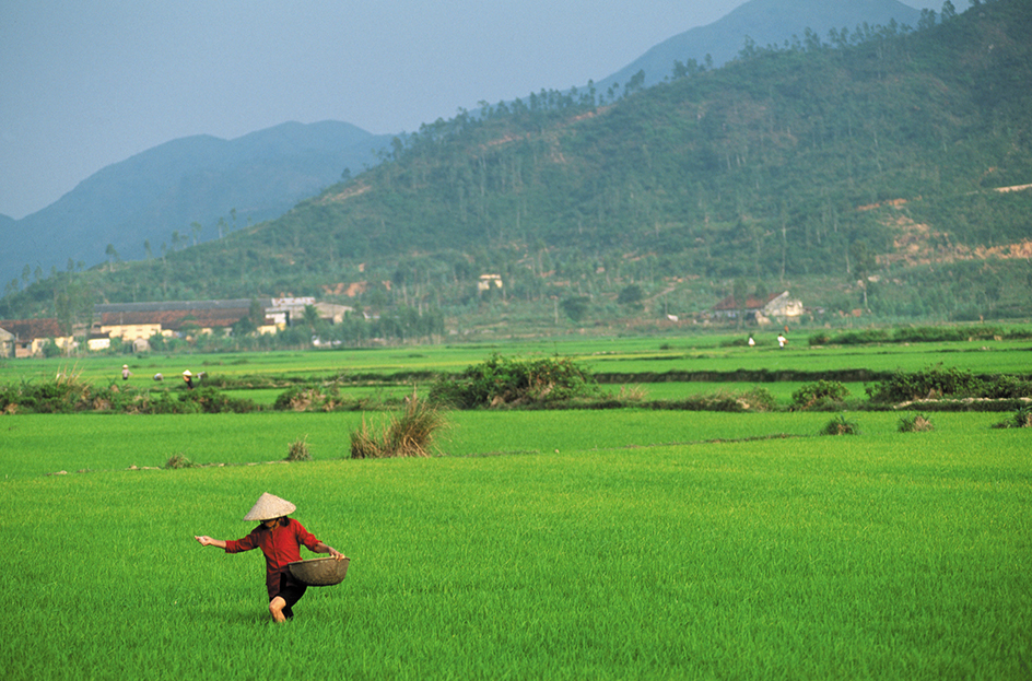 Rice fields of Vietnam