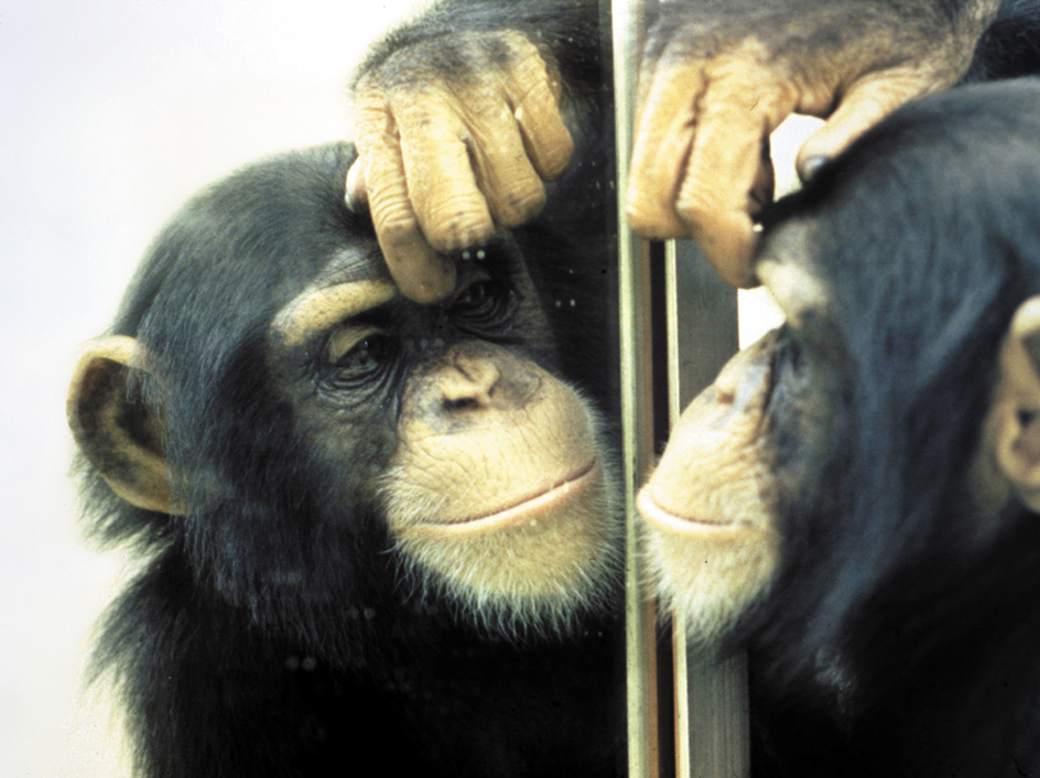 Chimpanzee studies its reflection