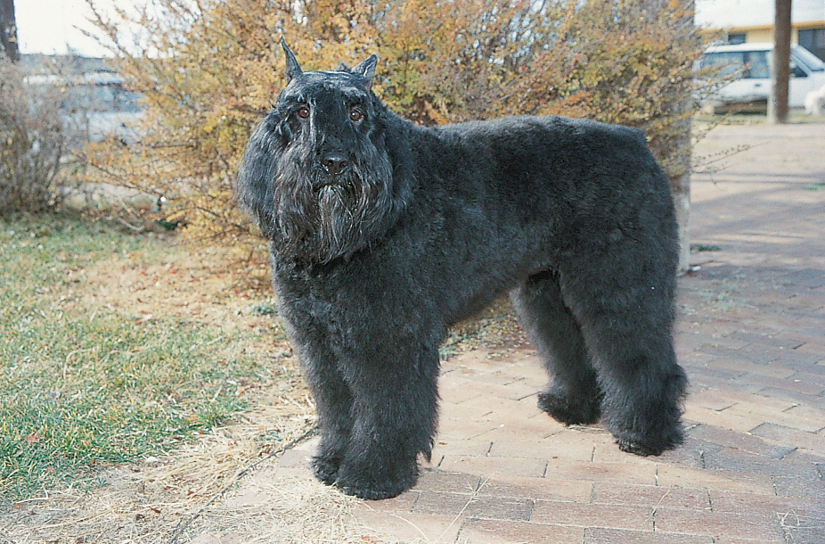 Bouvier des Flandres