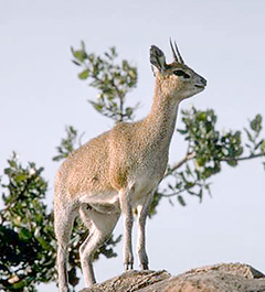 Steenbok