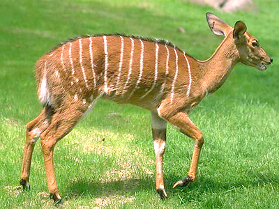 Sitatunga female