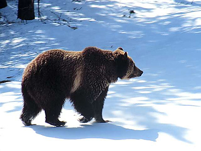 Brown bear