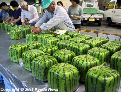 Farmers pack square watermelons