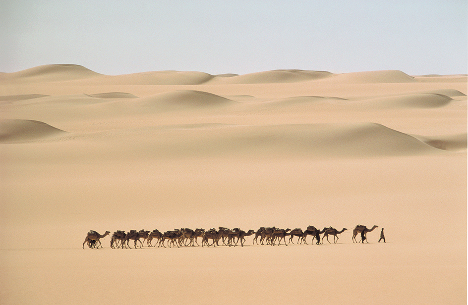 Camel caravan in the Sahara