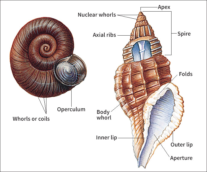 Gastropod shell