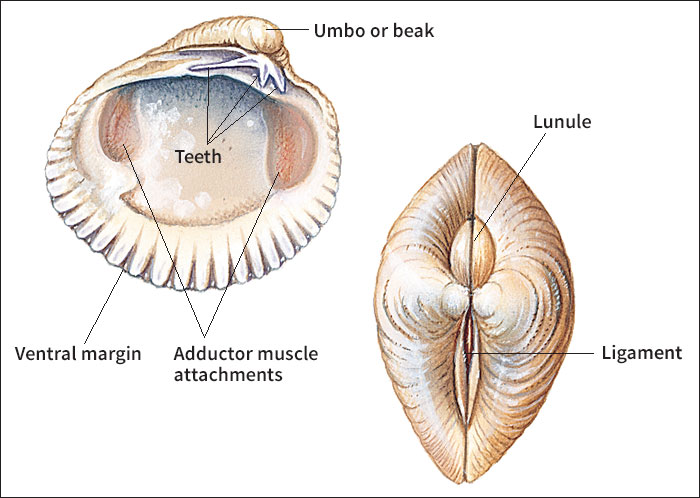 Bivalve shell