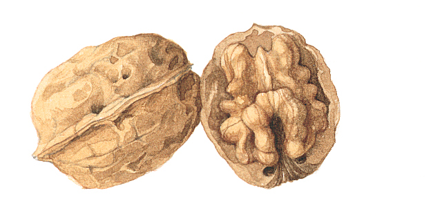 English walnut