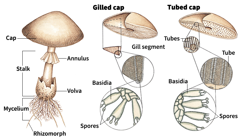 Parts of a mushroom