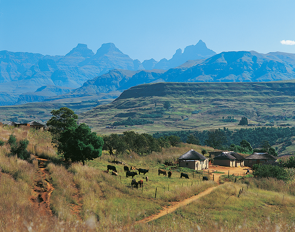 Cattle graze near the Drakensberg Mountains