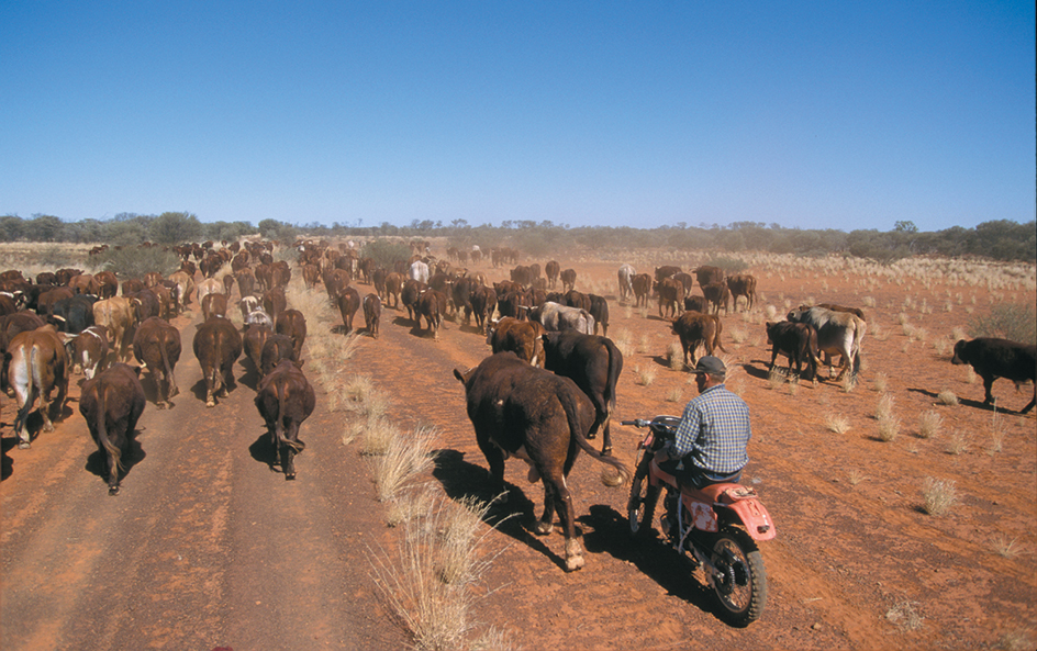 Cattle industry in Queensland