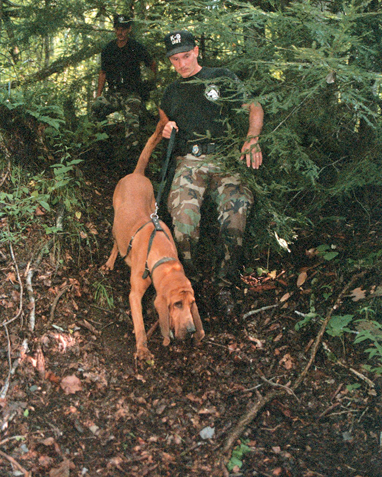 Bloodhound at work