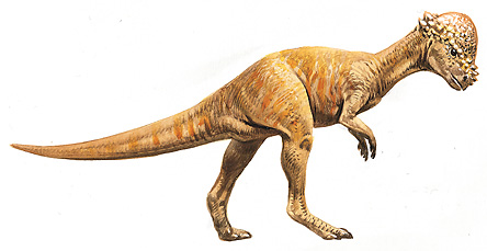 Pachycephalosaurus