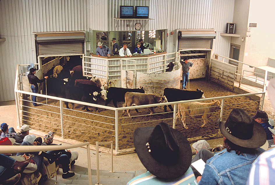 Cattle auction in Amarillo