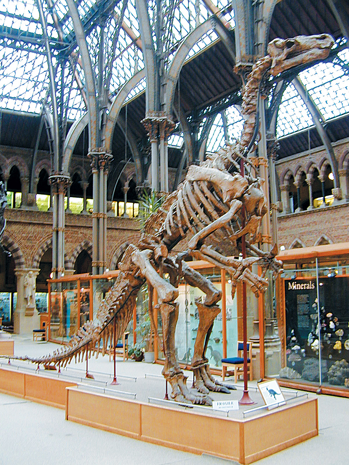 Skeleton of an Iguanodon