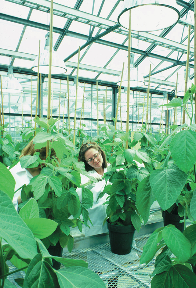 St. Louis researchers examine soybean plants