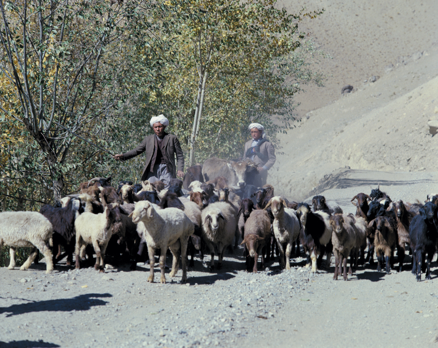 Goat herding in Afghanistan