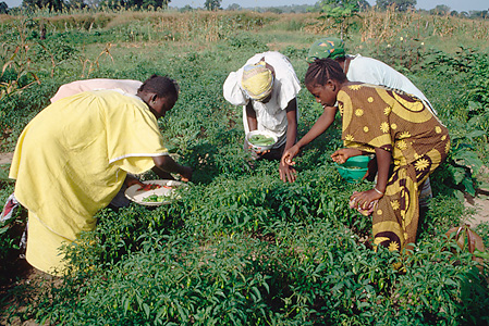 Gambian women pick peppers