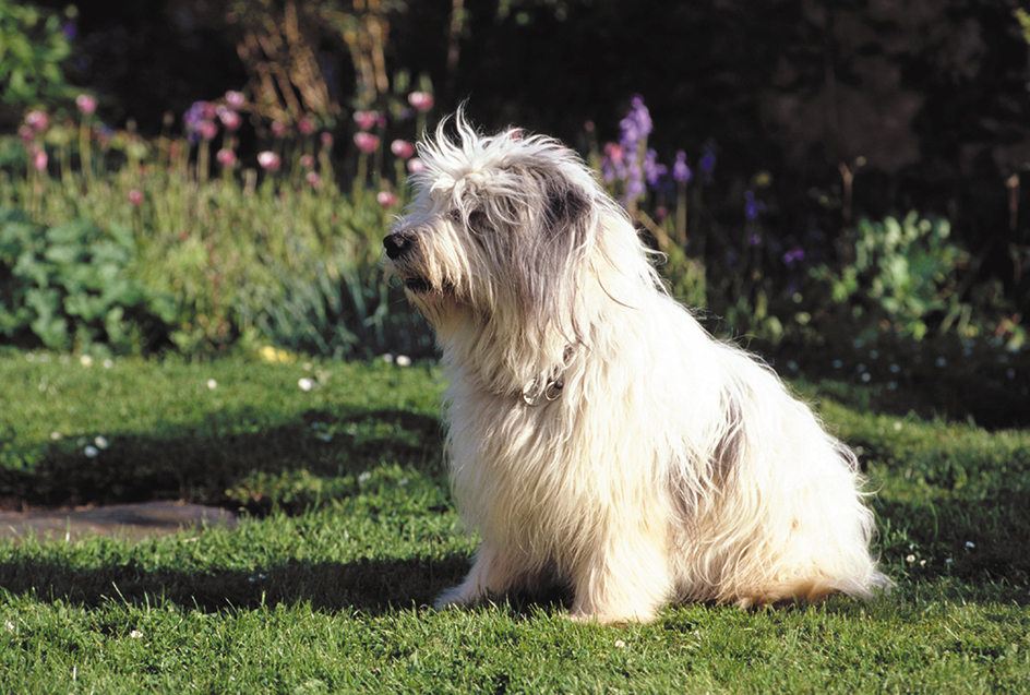 Polish lowland sheepdog