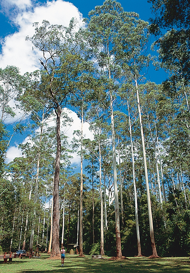 Eucalyptus trees