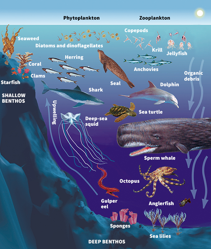 Ocean's cycle of life