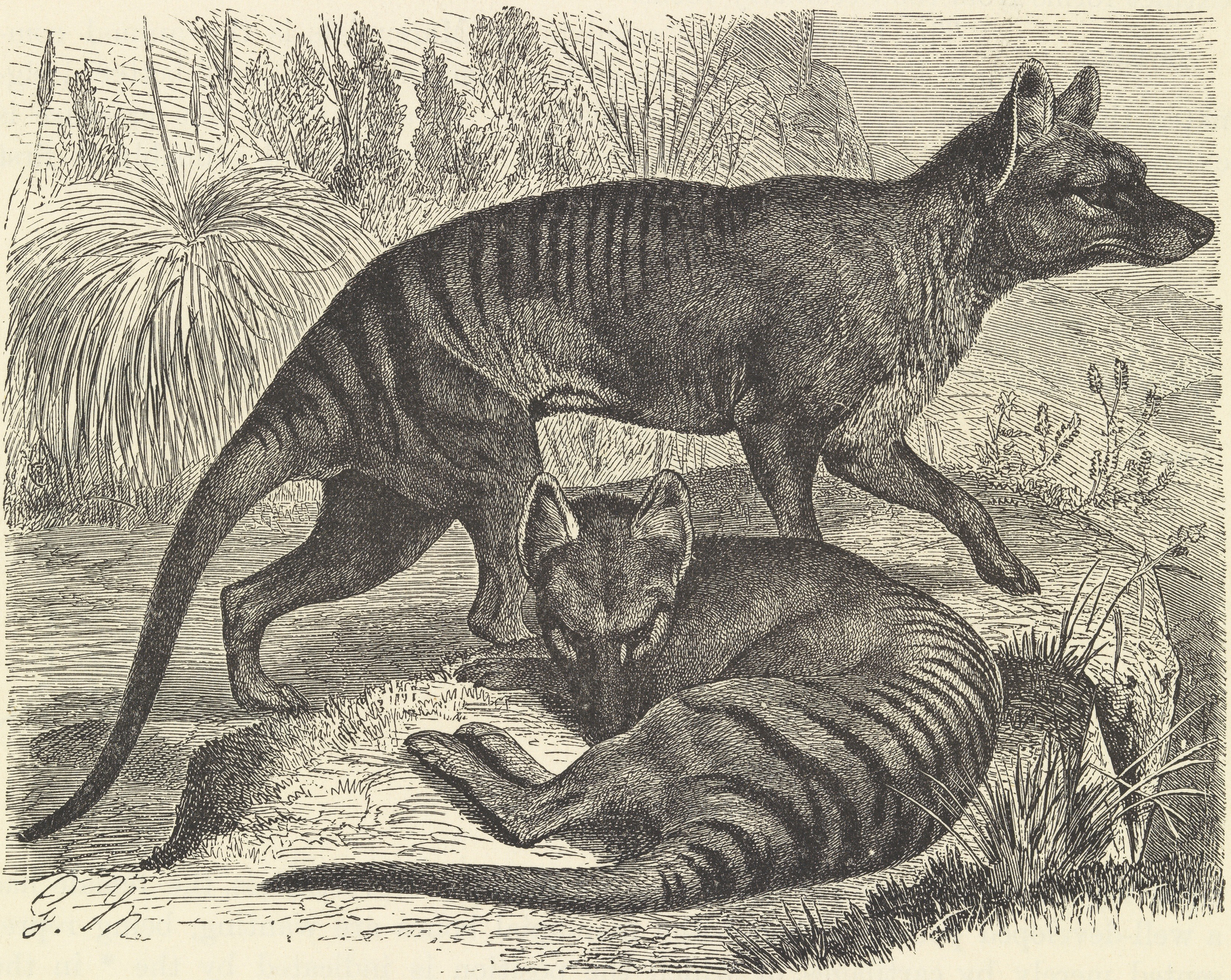 Tasmanian tiger