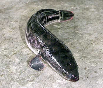 Snakehead fish