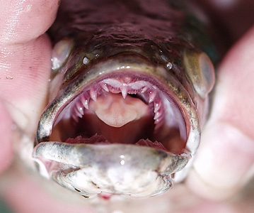 Mouth of snakehead fish