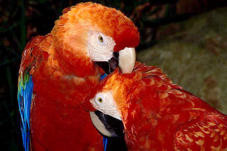 Scarlet macaws preening