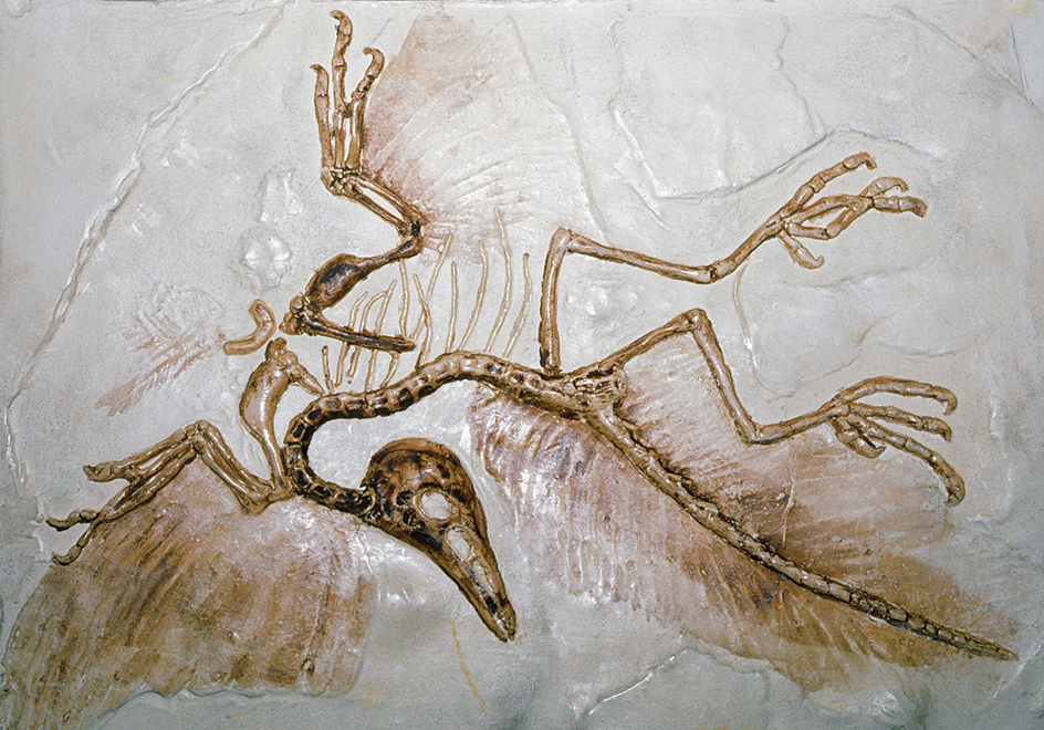 Archaeopteryx fossil