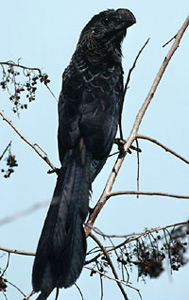 Smooth-billed ani