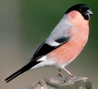 Male bullfinch