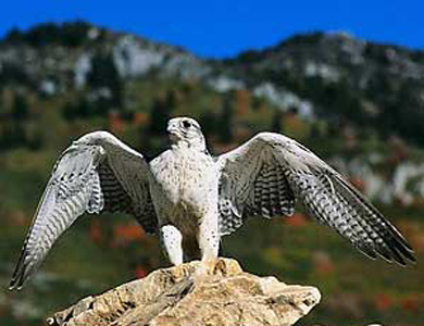 Gyrfalcon