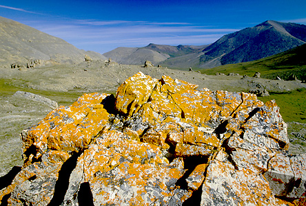 Arctic lichens