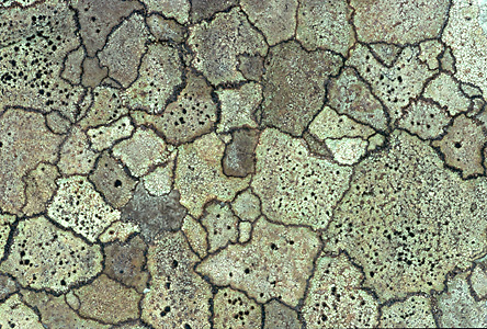 Map lichen